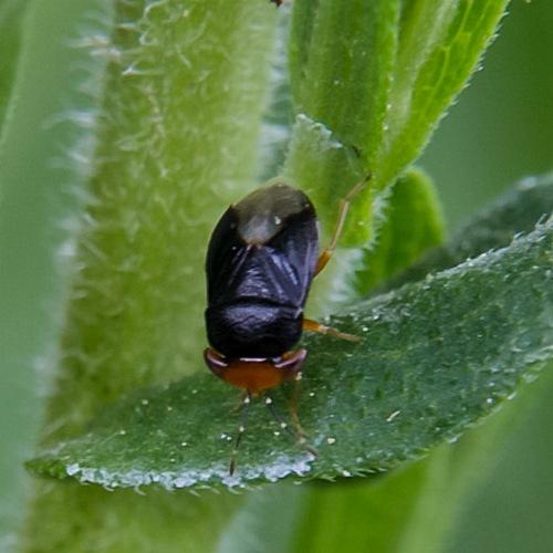 Geocoris erythrocephalus